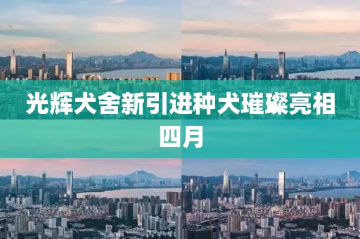 光輝犬舍新引進(jìn)種犬璀璨亮相四月