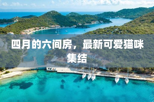 四月的六間房,最新可愛貓咪集結