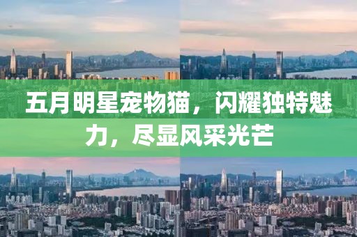 五月明星寵物貓,閃耀獨特魅力,盡顯風采光芒
