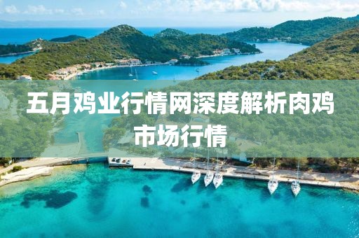 五月雞業行情網深度解析肉雞市場行情