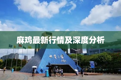 麻雞最新行情及深度分析
