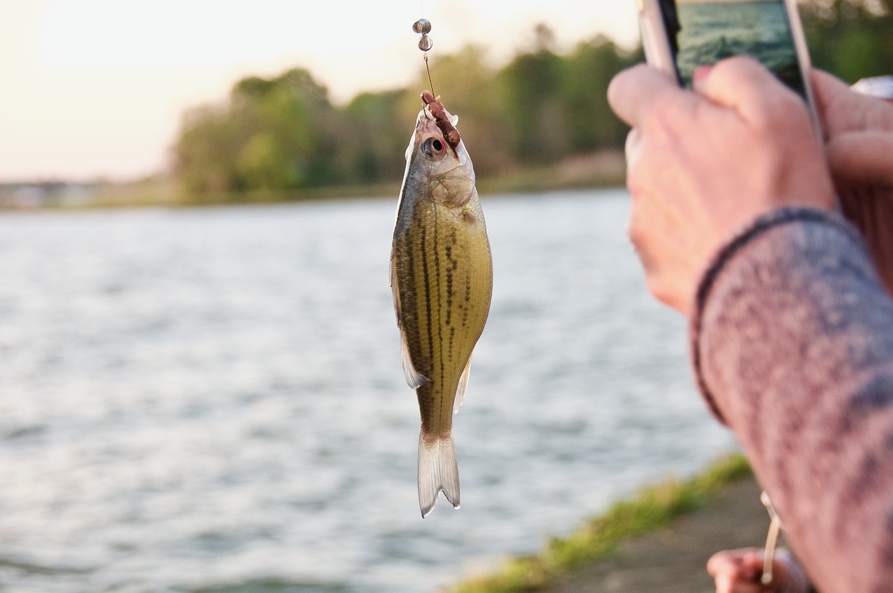 最新型自動釣魚彈簧鉤,革新釣魚體驗的技術利器,輕松掌握魚獲秘籍!