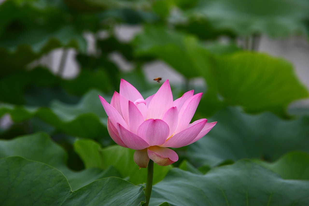 黃彥清最新動態(tài),開啟未來新篇章