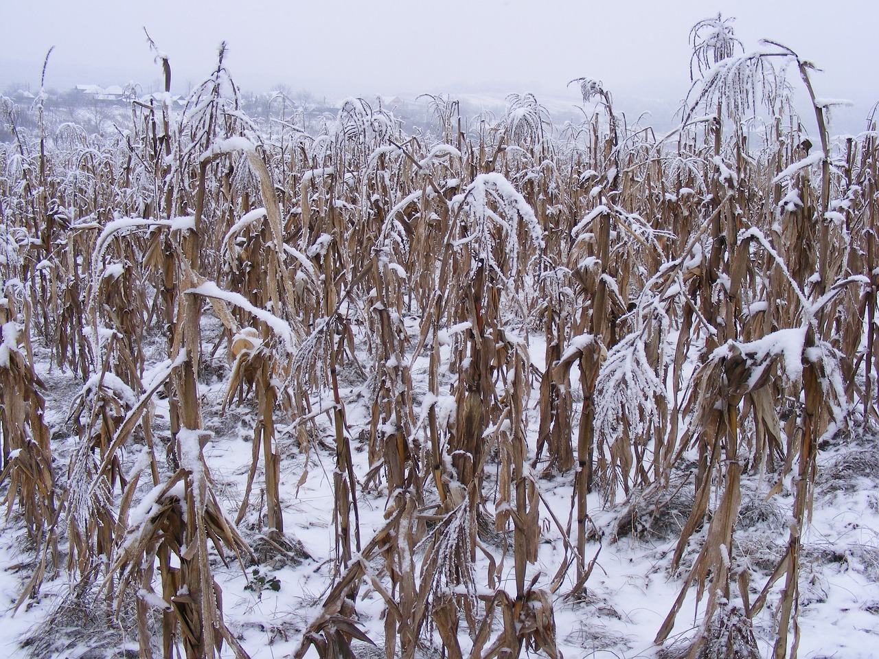 全國(guó)多地降雪來襲,氣象部門發(fā)出預(yù)警,最新下雪新聞匯總